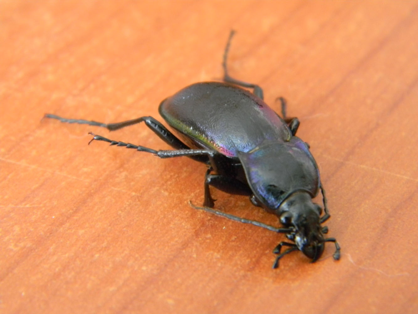 Carabus Violaceus.?